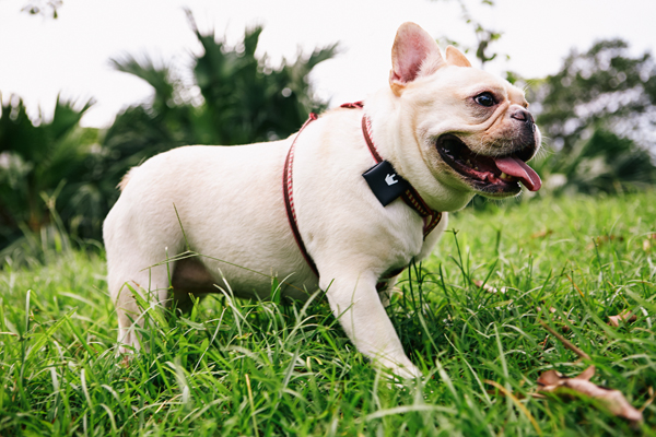 再好動的寶貝都能顧ㄉㄧㄠˊㄉㄧㄠˊ(台),BeLuvv 聰明防走失配件