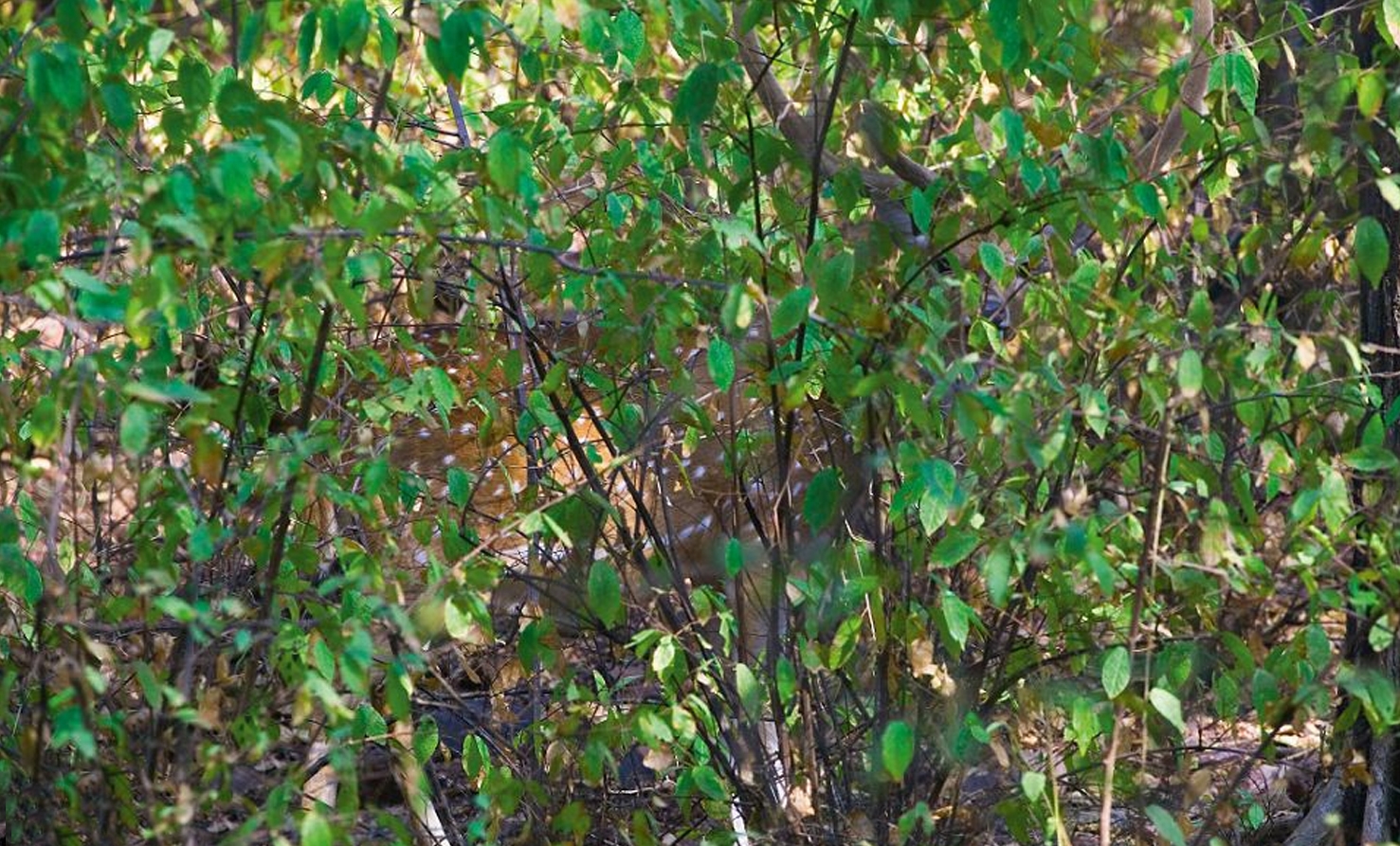 大自然動物隱身術!美國攝影師Art Wolfe考驗你眼力的「偽裝動物」保護色攝影