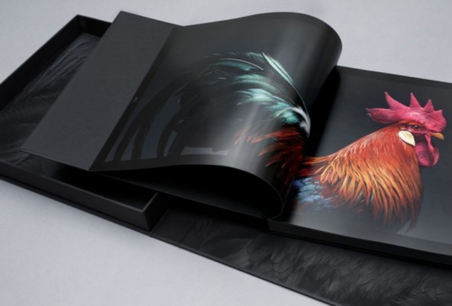 最時尚的雞來了！米蘭團隊籌拍性感美雞攝影集，千姿百態都迷人