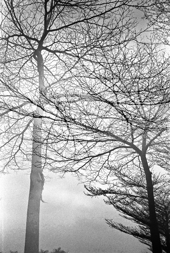 【Lomo好時光】秘技!有趣的氰版顯影製作教學