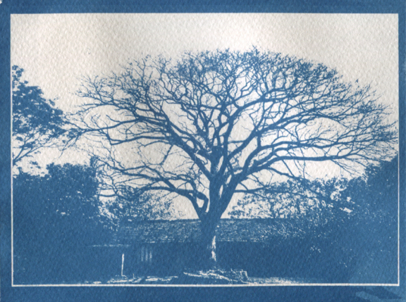 【Lomo好時光】秘技!有趣的氰版顯影製作教學