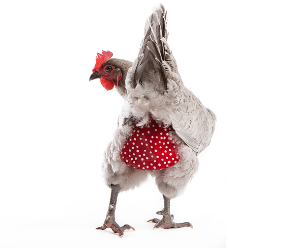 雞尿布是門好生意，茱莉貝克的手紅家禽事業