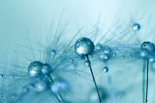 微距之美：晶瑩剔透的蒲公英露珠