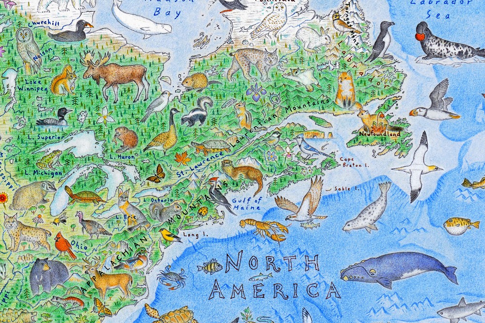 手繪1645種野生動物世界地圖!紐西蘭藝術家Anton Thomas繪製「野生世界」台灣藍鵲入列