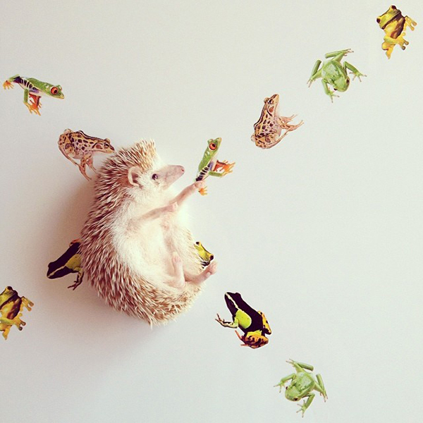 一掃星期一二三四五憂鬱！小小刺蝟攝影集