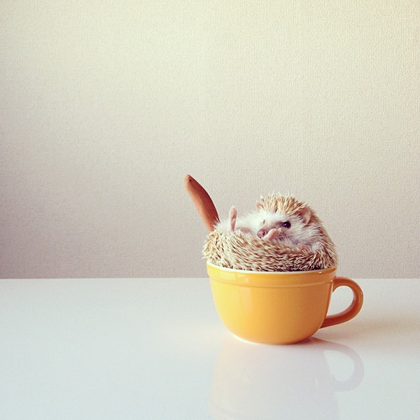 一掃星期一二三四五憂鬱！小小刺蝟攝影集