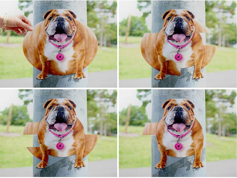 有運動的狗狗不變胖！澳洲代遛狗廣告張貼