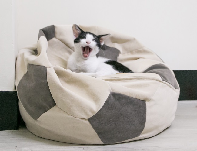 日日睡好覺！eterno 寵物懶骨頭，讓貓咪睡成一團懶球的秘密是？