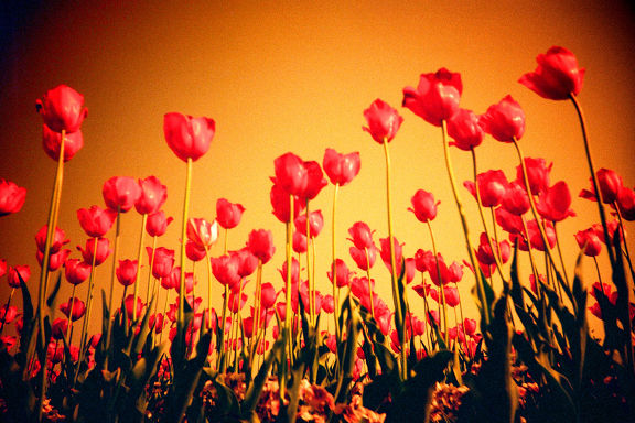 【LOMO 好時光】角度一變，世界大不同 