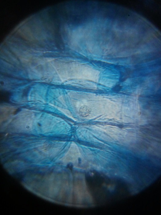 照相放大 15 倍！超輕薄的手機專用微距攝影鏡片