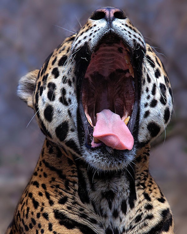 哈欠攻擊連發！越看越想睡的動物攝影集