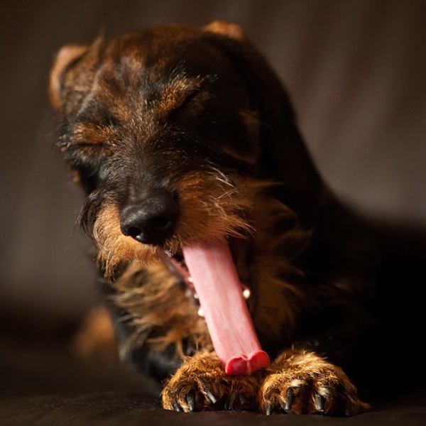 哈欠攻擊連發！越看越想睡的動物攝影集