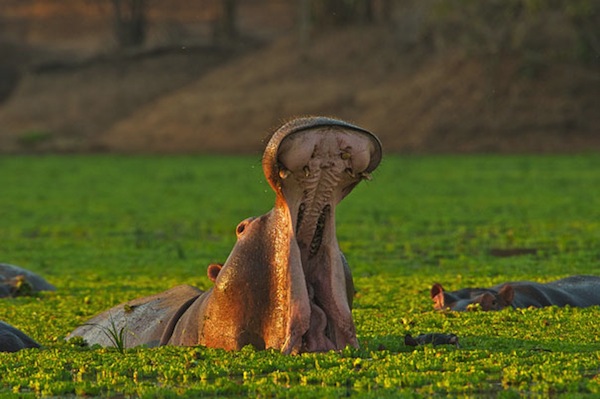 哈欠攻擊連發！越看越想睡的動物攝影集