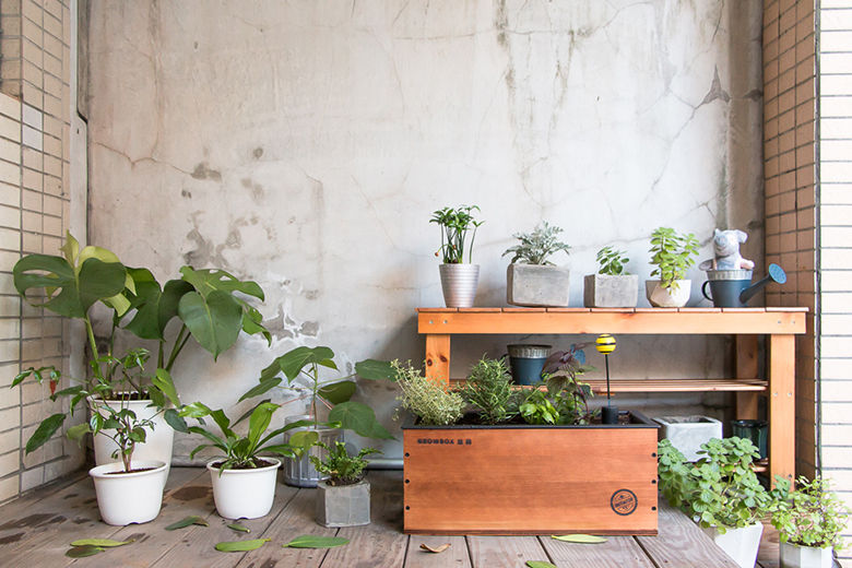 不需一直澆水也能輕鬆種！GrowBox 悠栽讓你告別黑手指，還能入廚做道美味料理