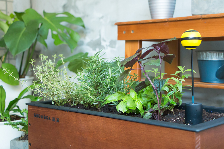 不需一直澆水也能輕鬆種!GrowBox 悠栽讓你告別黑手指,還能入廚做道美味料理