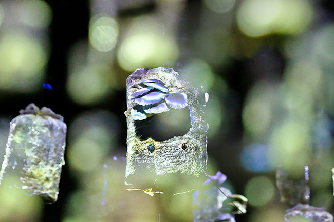 建築系溫室「蕨知院」＋藝術「蕈光戲台」＝鼓勵好室 Green House！2018 桃園農業博覽會文創味顛覆以往！