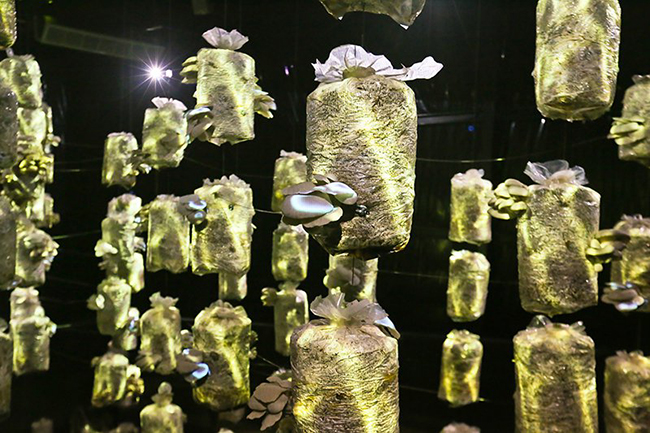 建築系溫室「蕨知院」＋藝術「蕈光戲台」＝鼓勵好室 Green House！2018 桃園農業博覽會文創味顛覆以往！