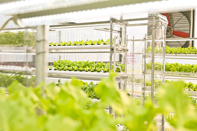 建築系溫室「蕨知院」＋藝術「蕈光戲台」＝鼓勵好室 Green House！2018 桃園農業博覽會文創味顛覆以往！