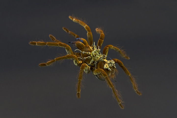 模擬未來機械生物體的昆蟲創作