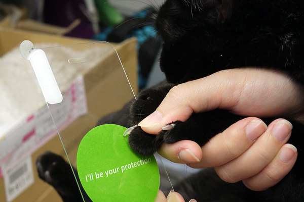 【開箱】Good Gadget Glazzilla 抗污抗菌玻璃螢幕保護貼動手玩