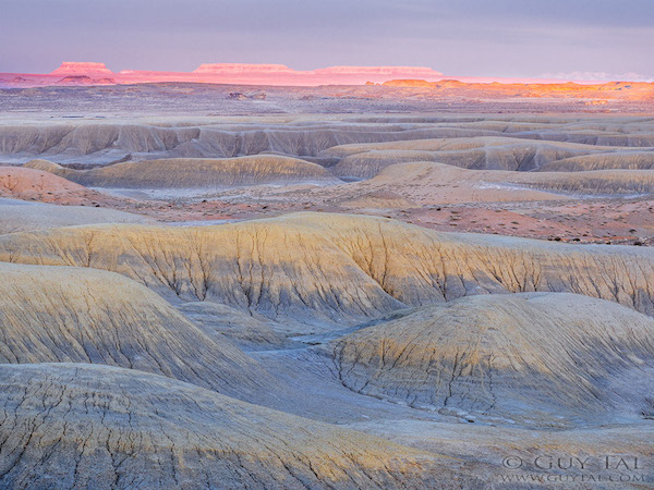 不只美麗，更有感動～絕地逢生的荒漠花海攝影集