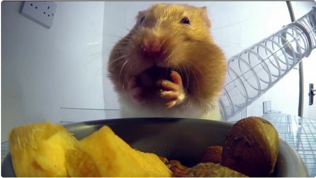 用 X 光把倉鼠頰囊看透透，貪心鬼不要再塞啦 >"<(鼓)