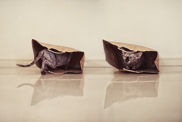 我不漂亮，但我很溫柔～個性迷人的無毛貓攝影集