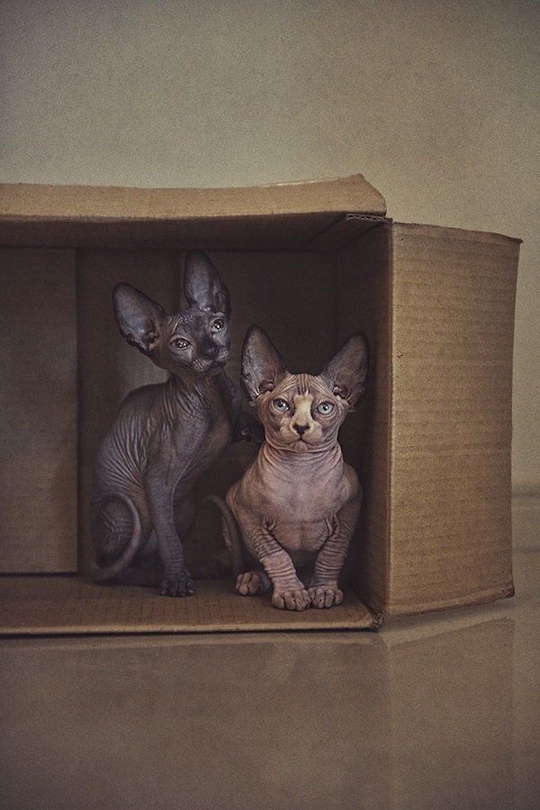 我不漂亮，但我很溫柔～個性迷人的無毛貓攝影集