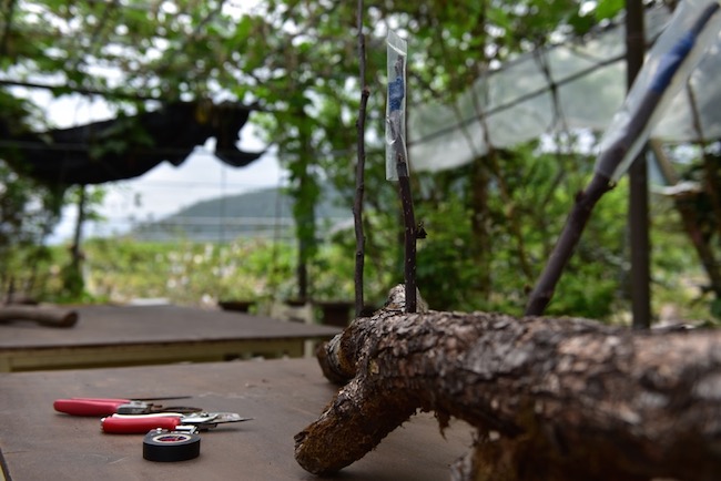 【玩體驗】宜蘭枕山換宿空檔小旅行分秒不浪費！