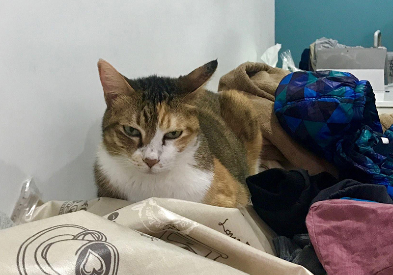 請笑納貓奴的一片真心吧(戴上)!帶給貓貓安全感的「neko zuki」剪指甲面罩