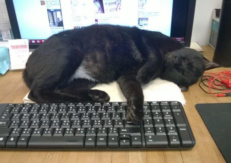 請笑納貓奴的一片真心吧(戴上)!帶給貓貓安全感的「neko zuki」剪指甲面罩