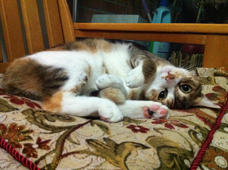 請笑納貓奴的一片真心吧(戴上)!帶給貓貓安全感的「neko zuki」剪指甲面罩