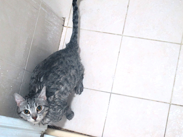 【生活玩物】人用好貓咪用更好！台灣製造貓肉球手工皂