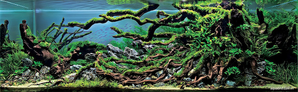 小小水族箱也能有無限大創意-「世界水草造景大賽」
