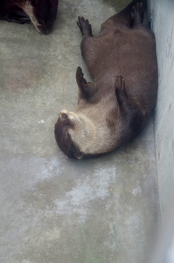 不怕握了會出事的超萌之握XD 可以碰碰小手水獺握手會