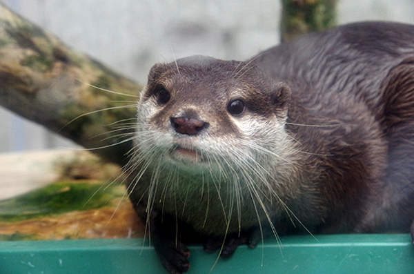 不怕握了會出事的超萌之握XD 可以碰碰小手水獺握手會