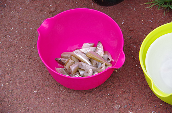 不怕握了會出事的超萌之握XD 可以碰碰小手水獺握手會