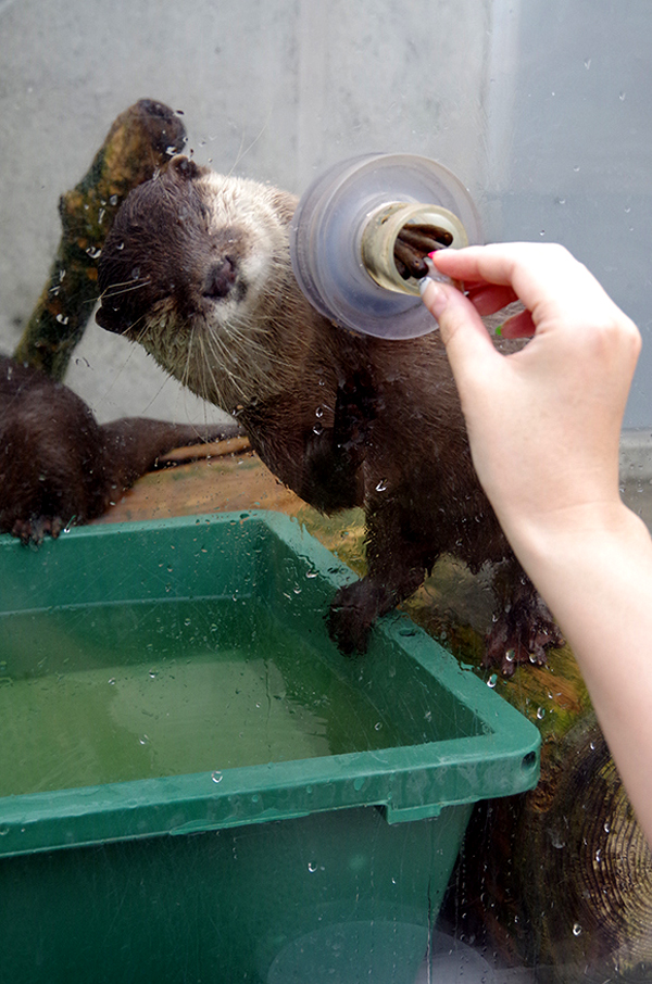 不怕握了會出事的超萌之握XD 可以碰碰小手水獺握手會