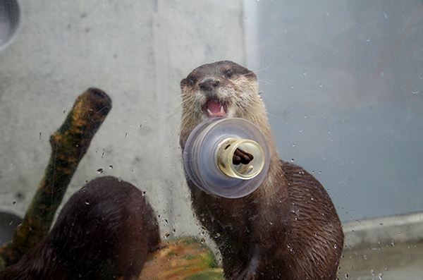 不怕握了會出事的超萌之握XD 可以碰碰小手水獺握手會