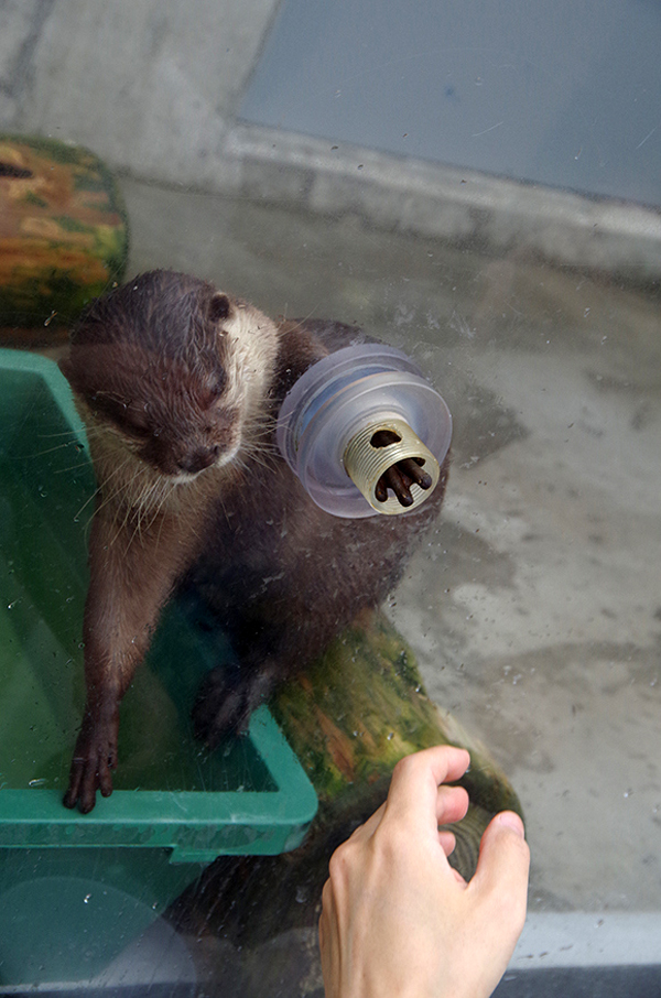 不怕握了會出事的超萌之握XD 可以碰碰小手水獺握手會