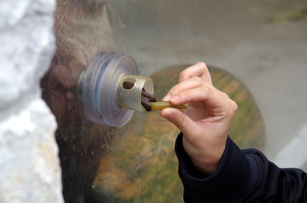 不怕握了會出事的超萌之握XD 可以碰碰小手水獺握手會
