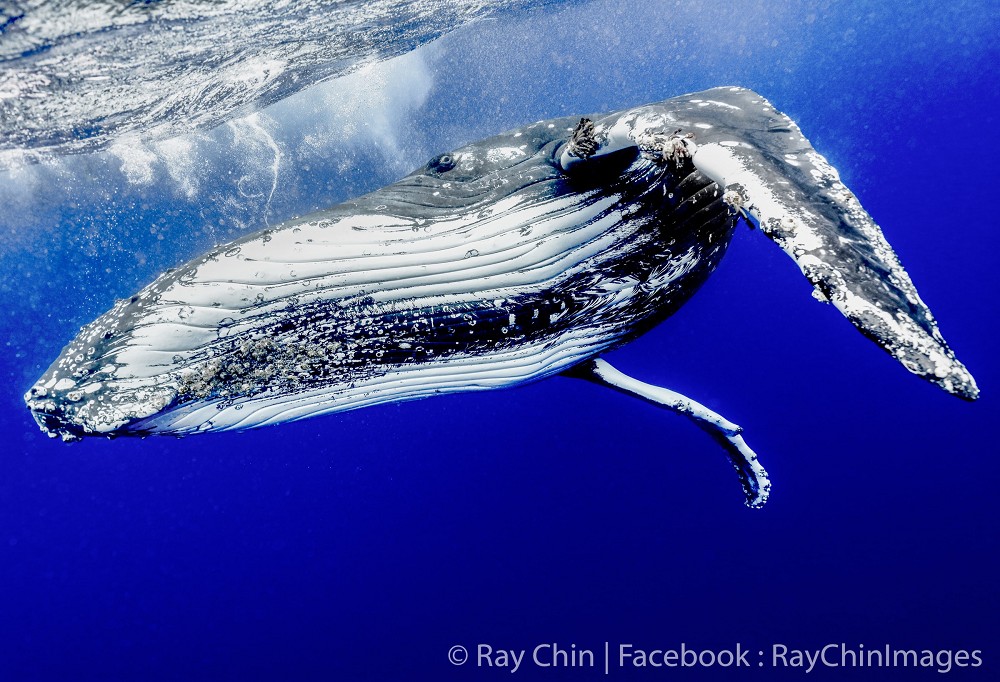 2021新光三越國際攝影展亮點！集結宜蘭抹茶山美景、水下鯨豚攝影等277幅作品