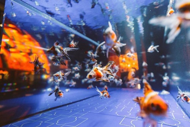和風夏季活動又來囉！2018 最夢幻的金魚水族館墨田水族館開跑！