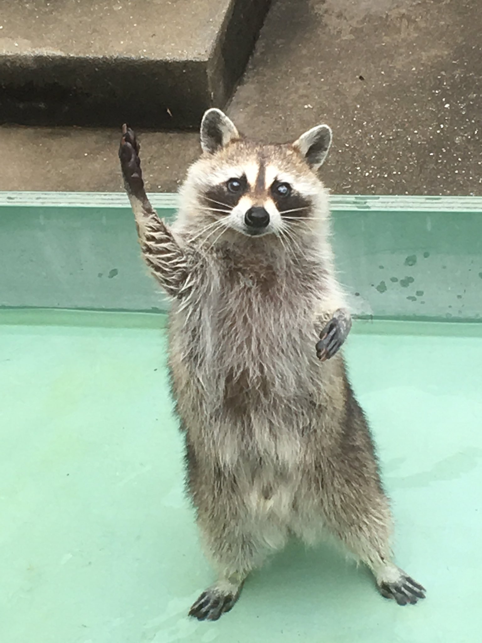 選我選我！日本禮貌浣熊會舉手向遊客要零食吃