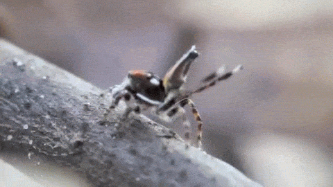 世上最美麗的蜘蛛-孔雀蜘蛛求偶記