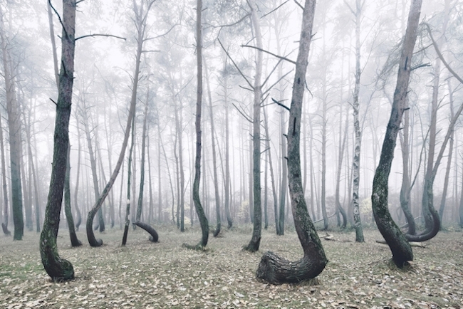 彎曲的森林，神秘無解的地貌景觀