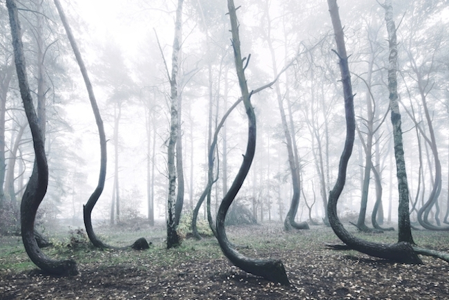 彎曲的森林，神秘無解的地貌景觀