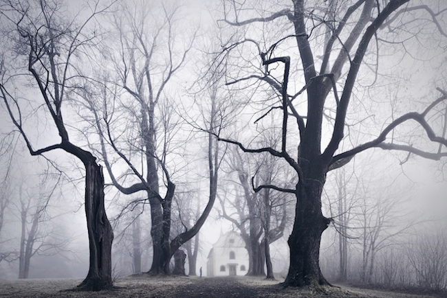 彎曲的森林，神秘無解的地貌景觀