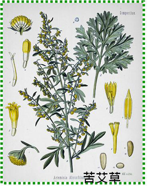 「艾碧斯」：親臨美麗幻境的綠精靈