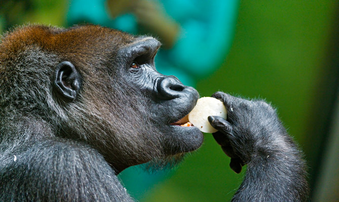 進食時機很重要！原來就是隨時吃不停才會變胖的阿(捏肚)